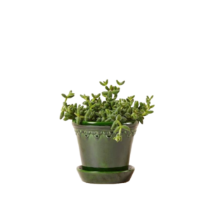 Areca Palm
