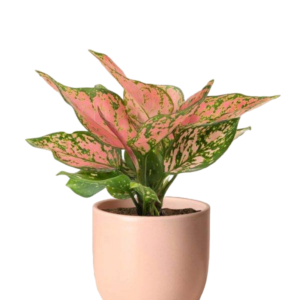 Dumb Cane